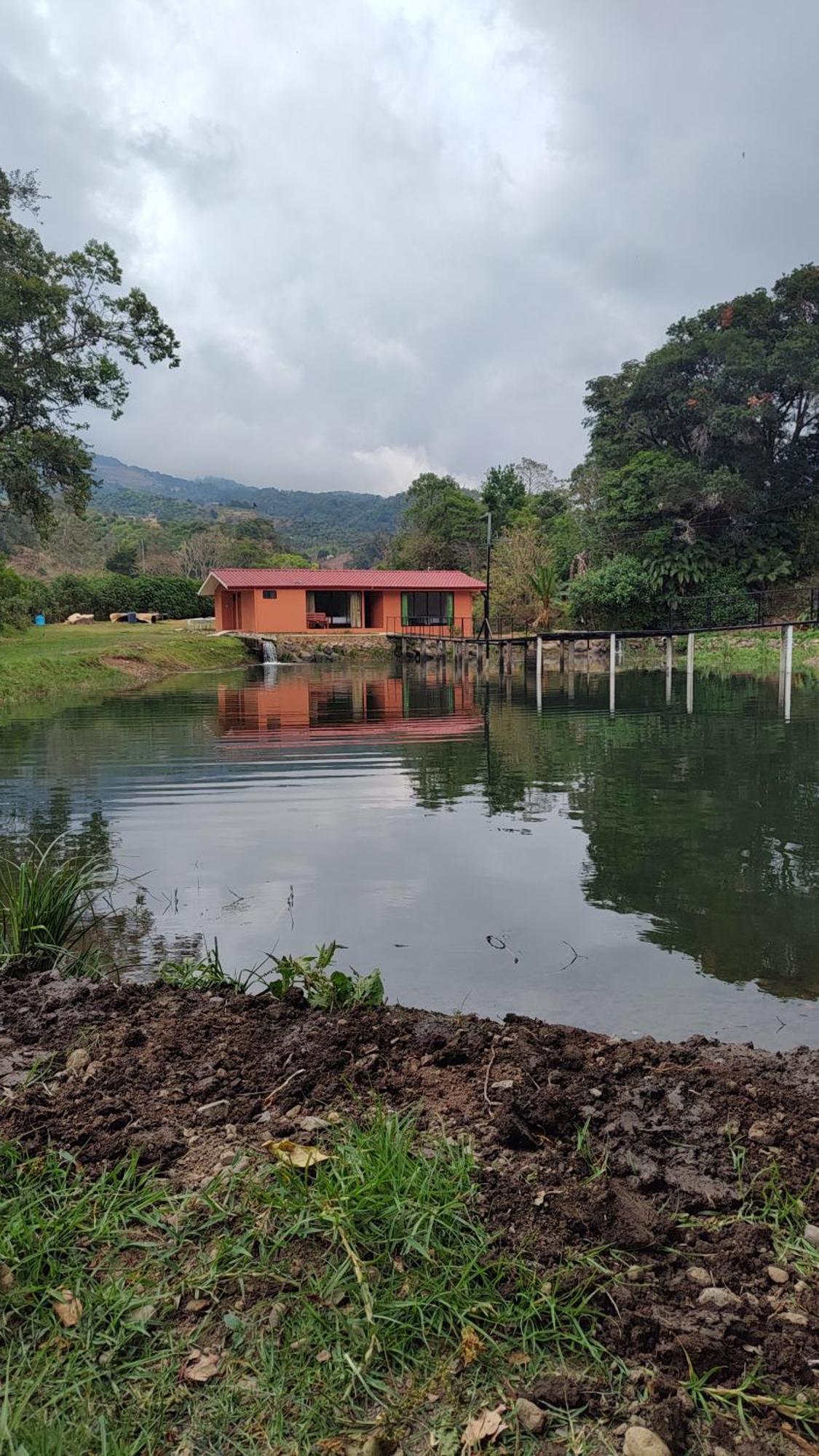 Persea Integral Sostenible Organica Toro Careto Lodge Copey